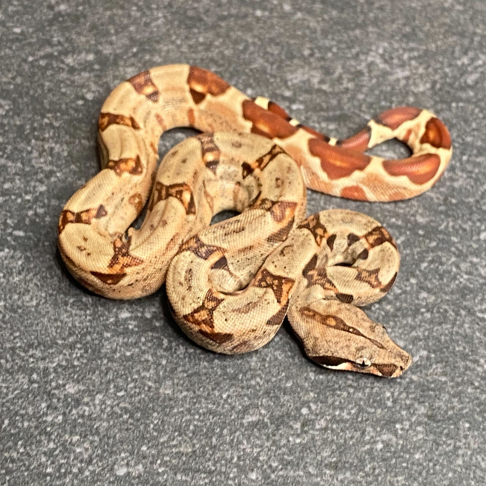 Thumbnail: Hypo Jungle Het. Albino Boa (Male - ID: 26AD7M)