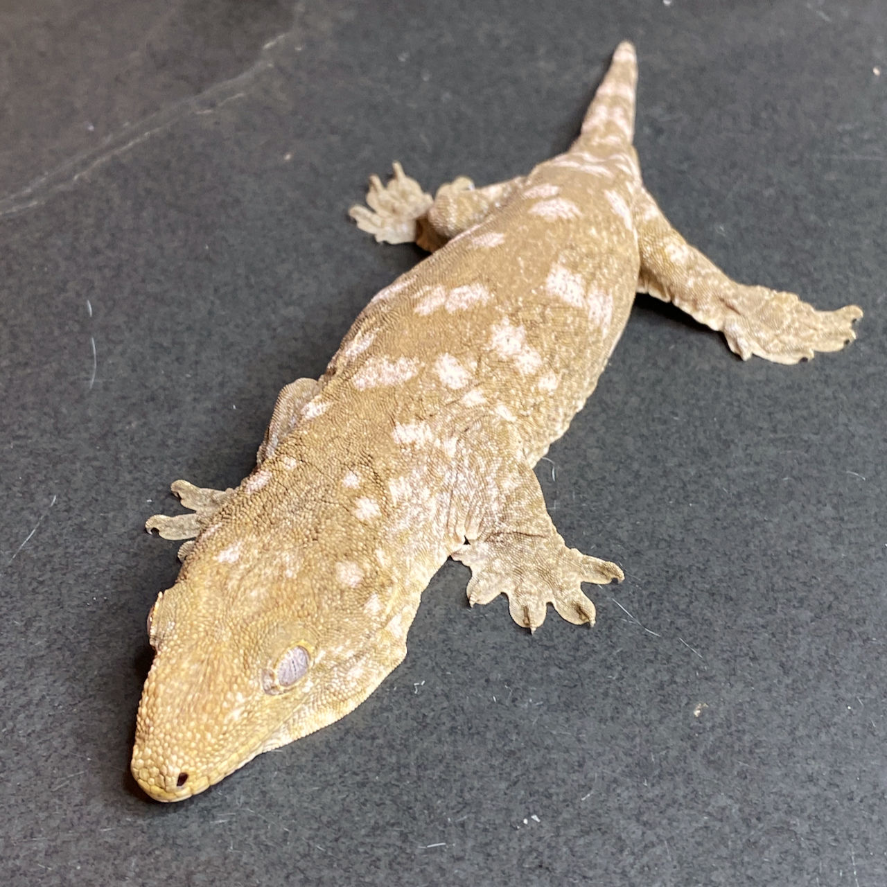 Nuu Ana Leachianus Gecko (Female - ID: 24HX1F)