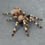 Thumbnail: Vitalius chromatus
