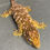 Thumbnail: Nuu Ana Leachianus Gecko (Female ID: 20DW1F)
