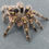 Thumbnail: Grammostola pulchripes 