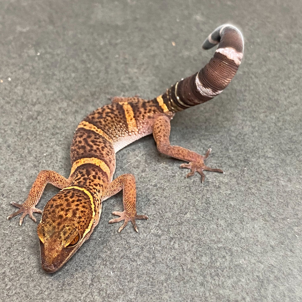 Thumbnail: Bawangling Cave Gecko (Female ID: 24HK1F)