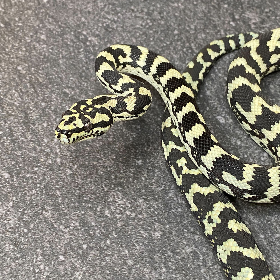 Thumbnail: Jungle Carpet Python (Female - ID: 25CJ10F)