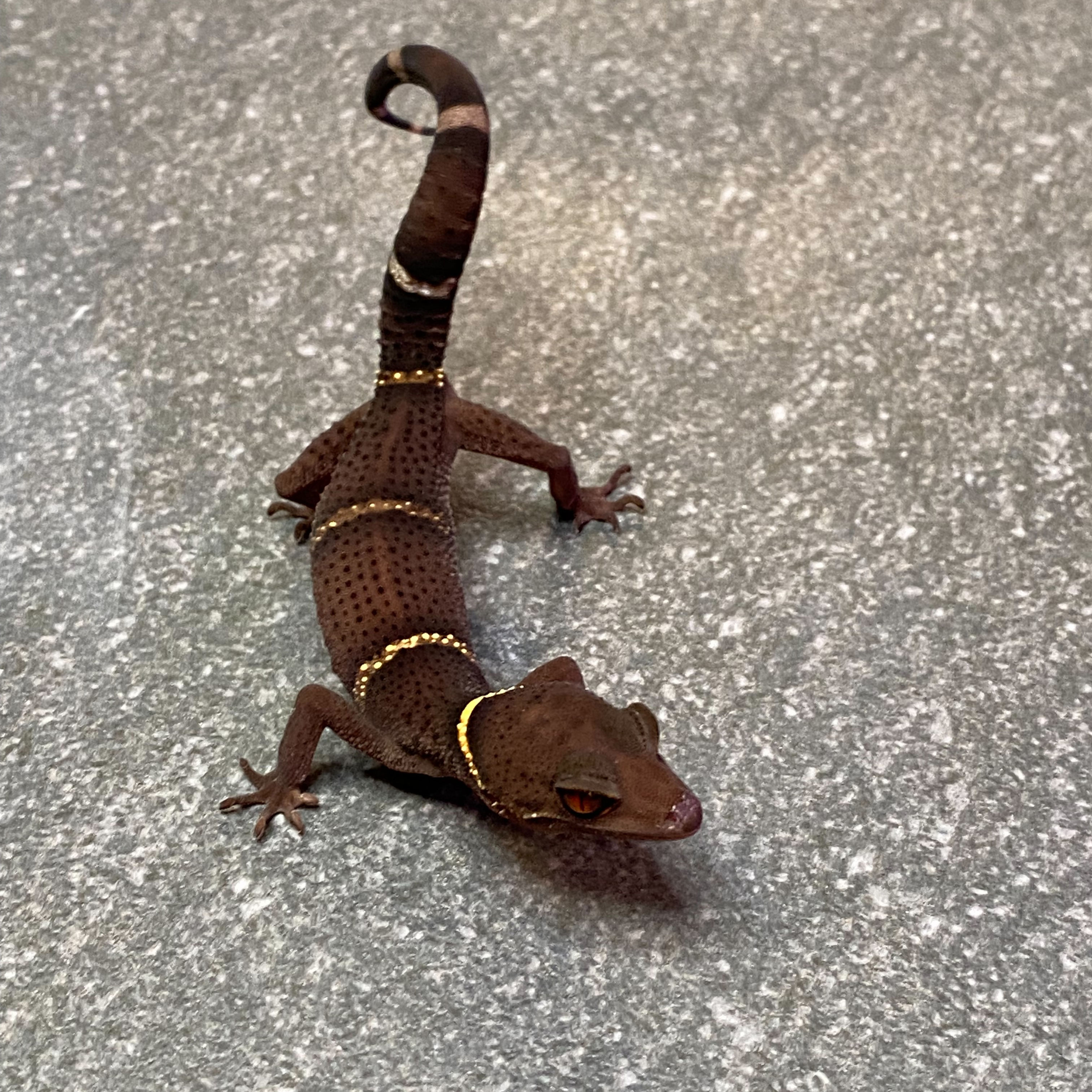 Lichtenfelder's Cave Gecko (Female ID: 24IP2F)*