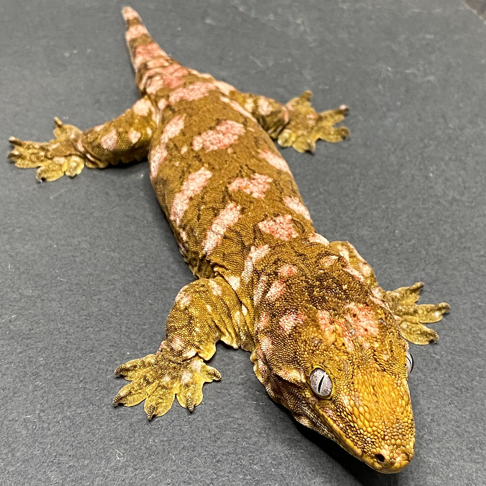 Thumbnail: Nuu Ana Leachianus Gecko (Female ID: 21BL2F)