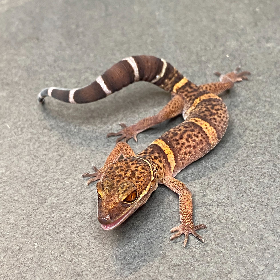 Thumbnail: Bawangling Cave Gecko (Female ID: 24HK1F)