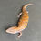 Thumbnail: Northern Blue Tongue Skink (ID: 25AF2)