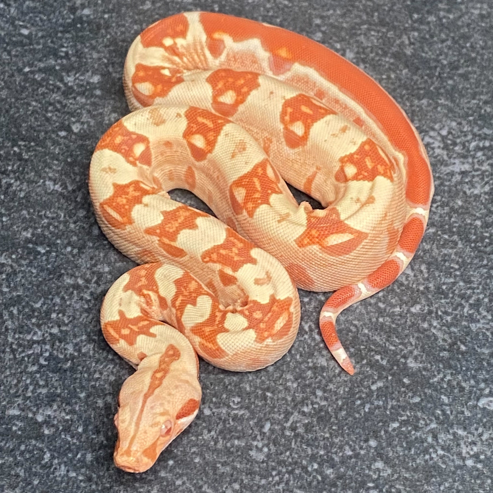 Albino Hypo Jungle Arabesque Boa (Male - ID: 26AD1M)