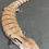 Thumbnail: Merauke Blue Tongue Skink (ID: 24CT1) - Captive Bred!