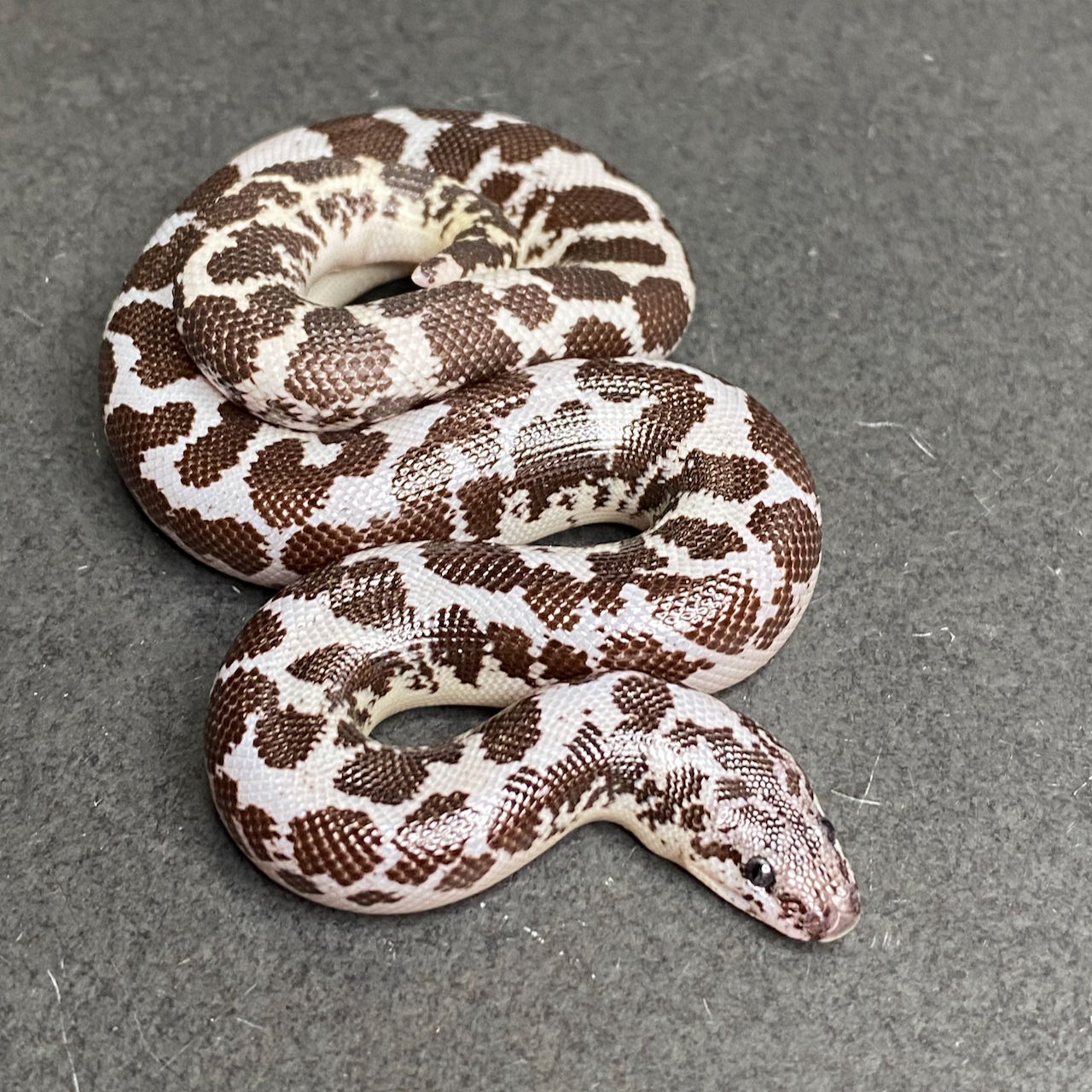 Anery (HRP X Anery) Kenyan Sand Boa (Female - ID: 24JC3F)