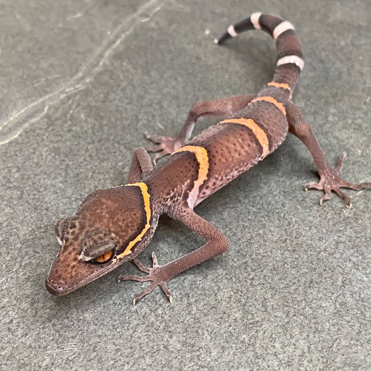 Luii's Cave Gecko (Male ID: 24EW1M)