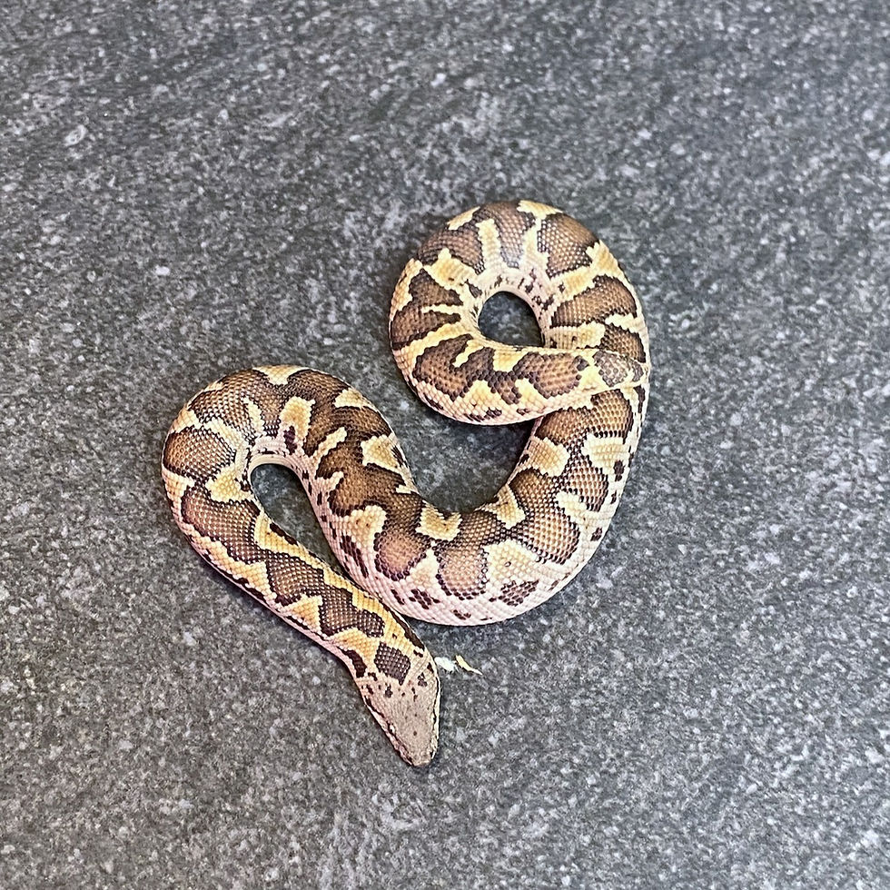 Thumbnail: Rough-scaled Sand Boa (Female - ID: 25BP6F)