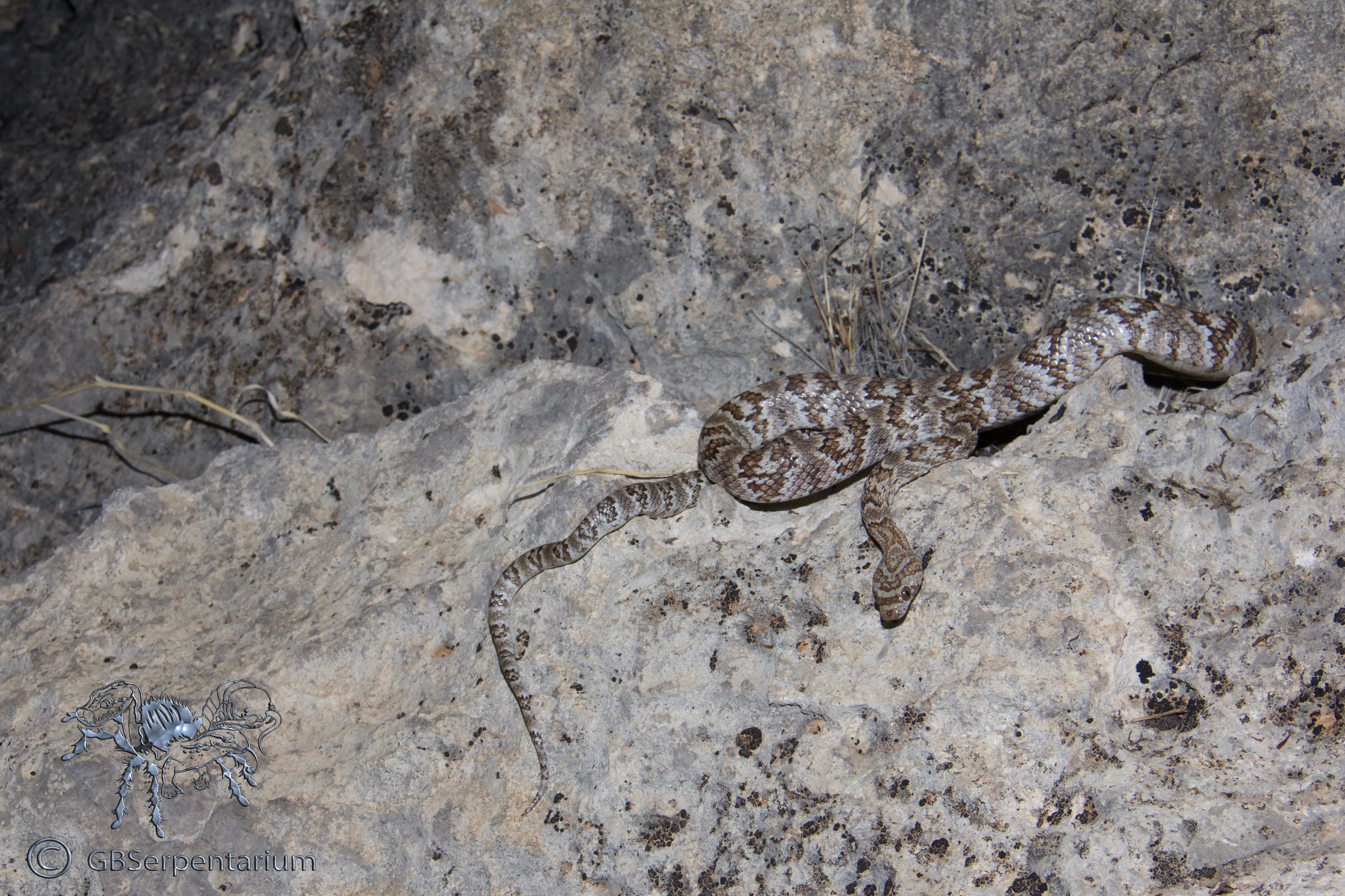 Trimorphodon biscutatus lambda
