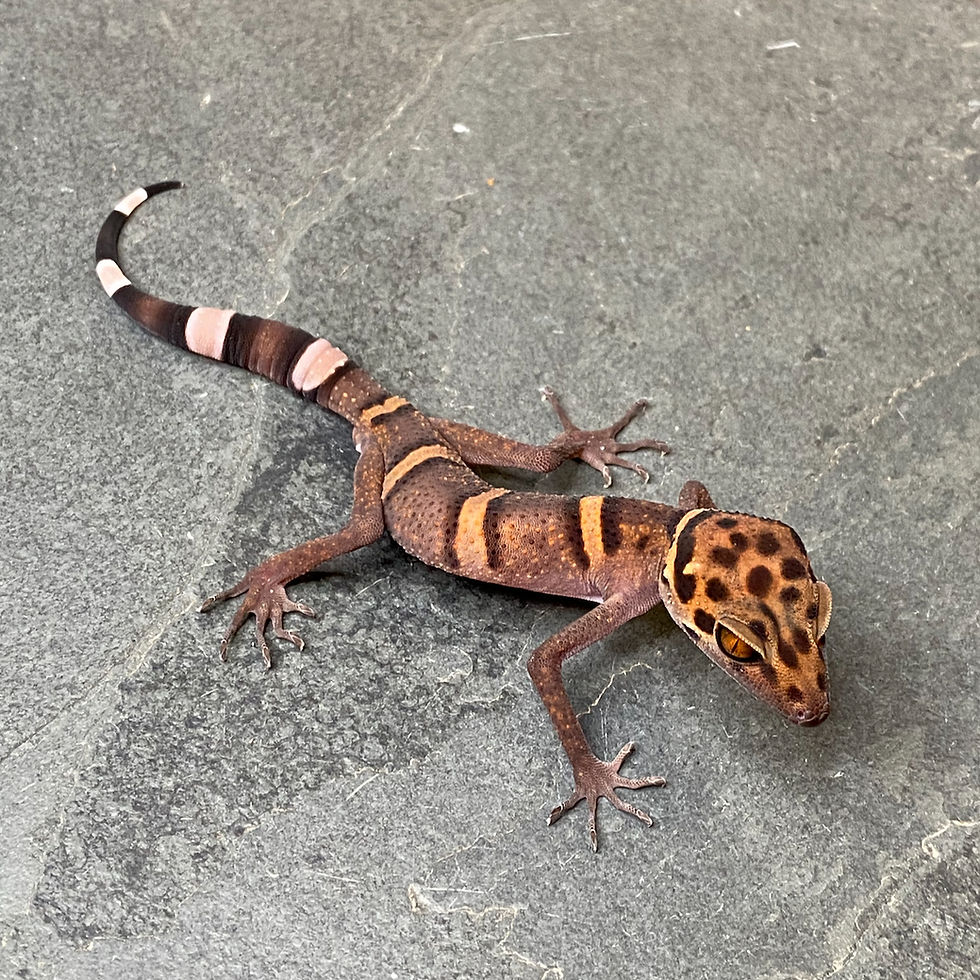 Thumbnail: Vietnamese Cave Gecko (Goniurosaurus araneus - Male ID: 24GD2M)