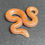 Thumbnail: Albino Kenyan Sand Boa (Male - ID: 25HG4M)