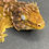 Thumbnail: Nuu Ana Leachianus Gecko (Female ID: 20DW1F)