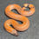 Thumbnail: Indian Sand Boa (Male - ID: 25CD4M)