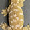 Thumbnail: Moro Leachianus Gecko (Female ID: 21AL1F)