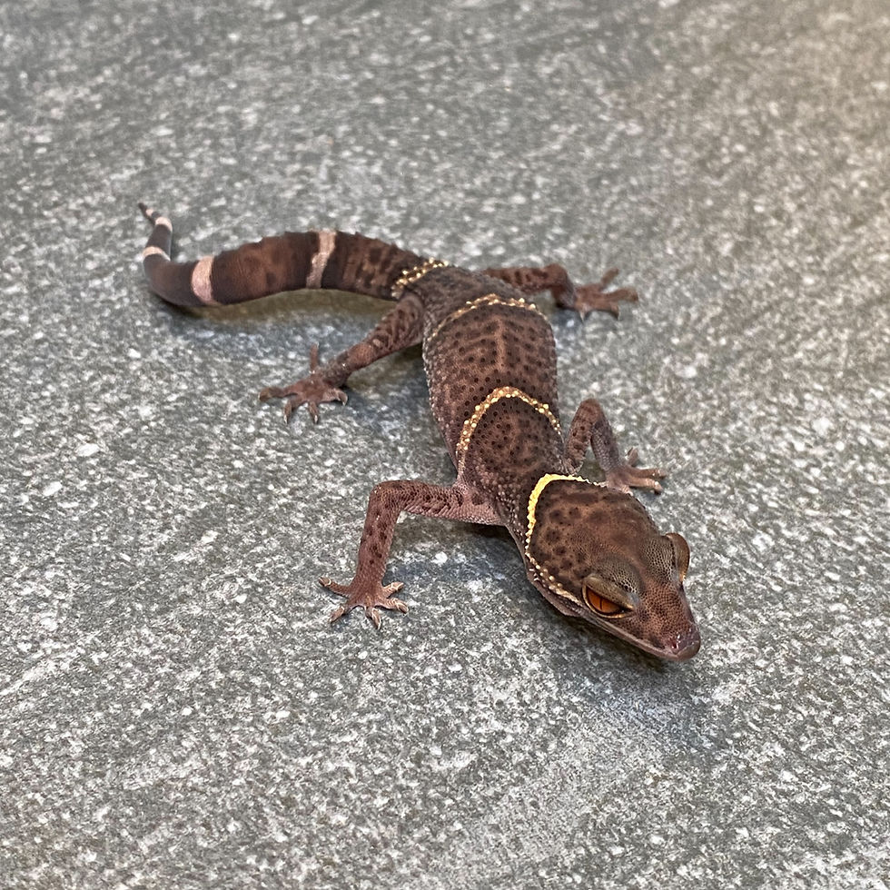 Thumbnail: Lichtenfelder's Cave Gecko (Female ID: 24HP2F)*