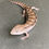 Thumbnail: Northern Blue Tongue Skink (ID: 25T1)