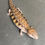 Thumbnail: Northern Blue Tongue Skink (ID: 25S10)