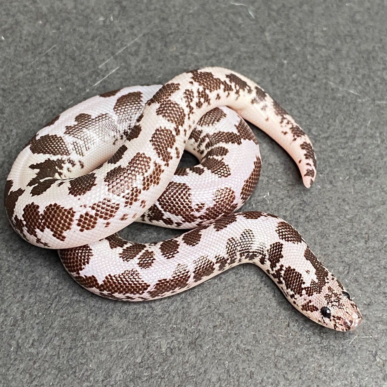 Anery Kenyan Sand Boa (Male - ID: 25D4M)
