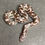 Thumbnail: Anery Kenyan Sand Boa (Male - ID: 24JI11M)