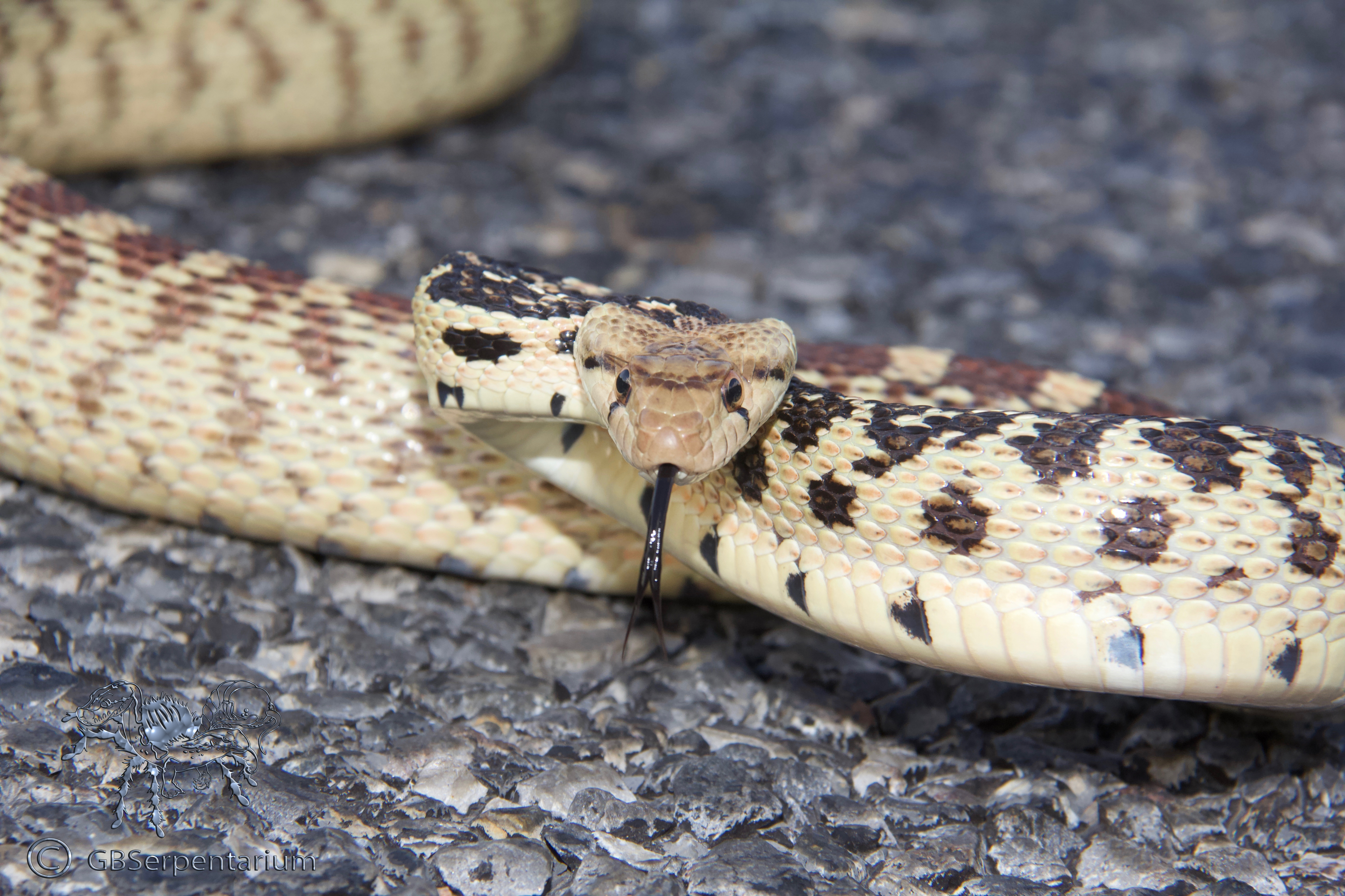 Pituophis catenifer deserticola