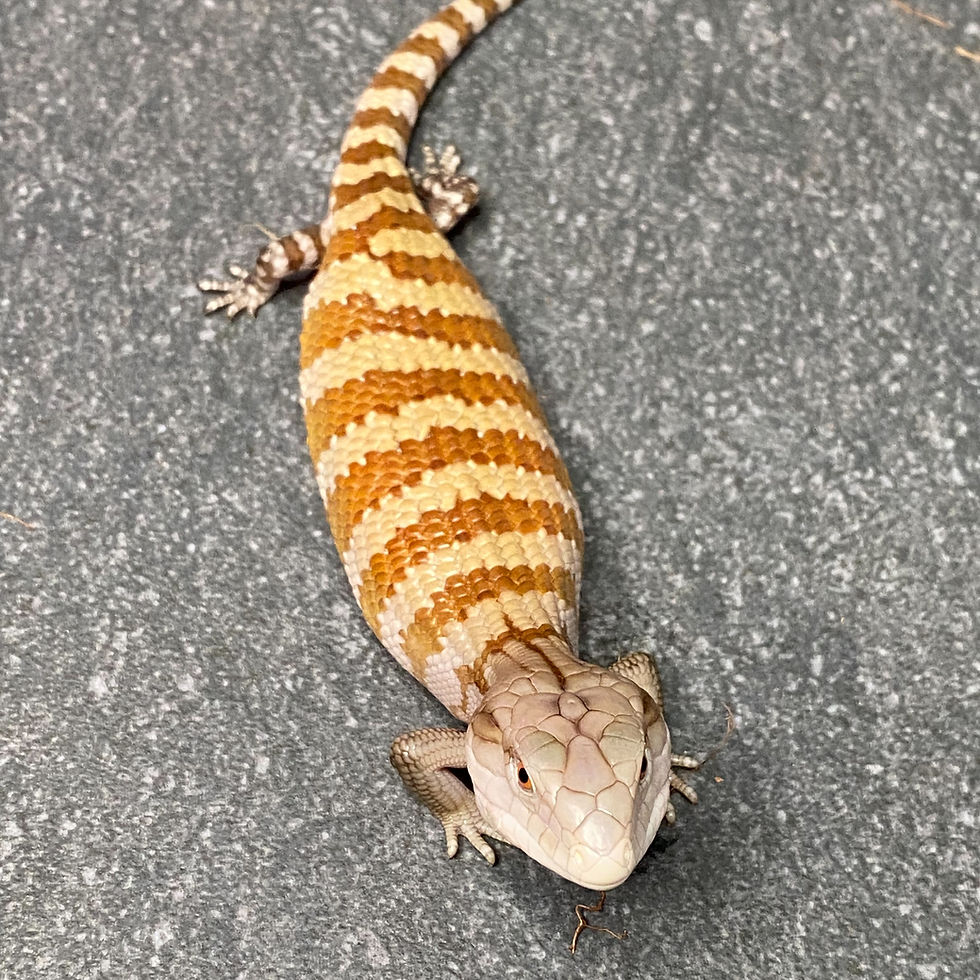 Thumbnail: Irian Jayan Blue Tongue Skink (ID:26BL8)