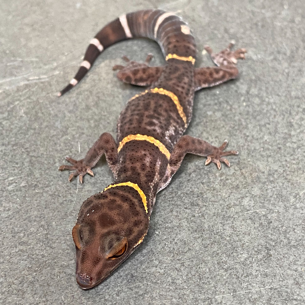 Thumbnail: Chinese Cave Gecko (Male ID: 24DT1M)