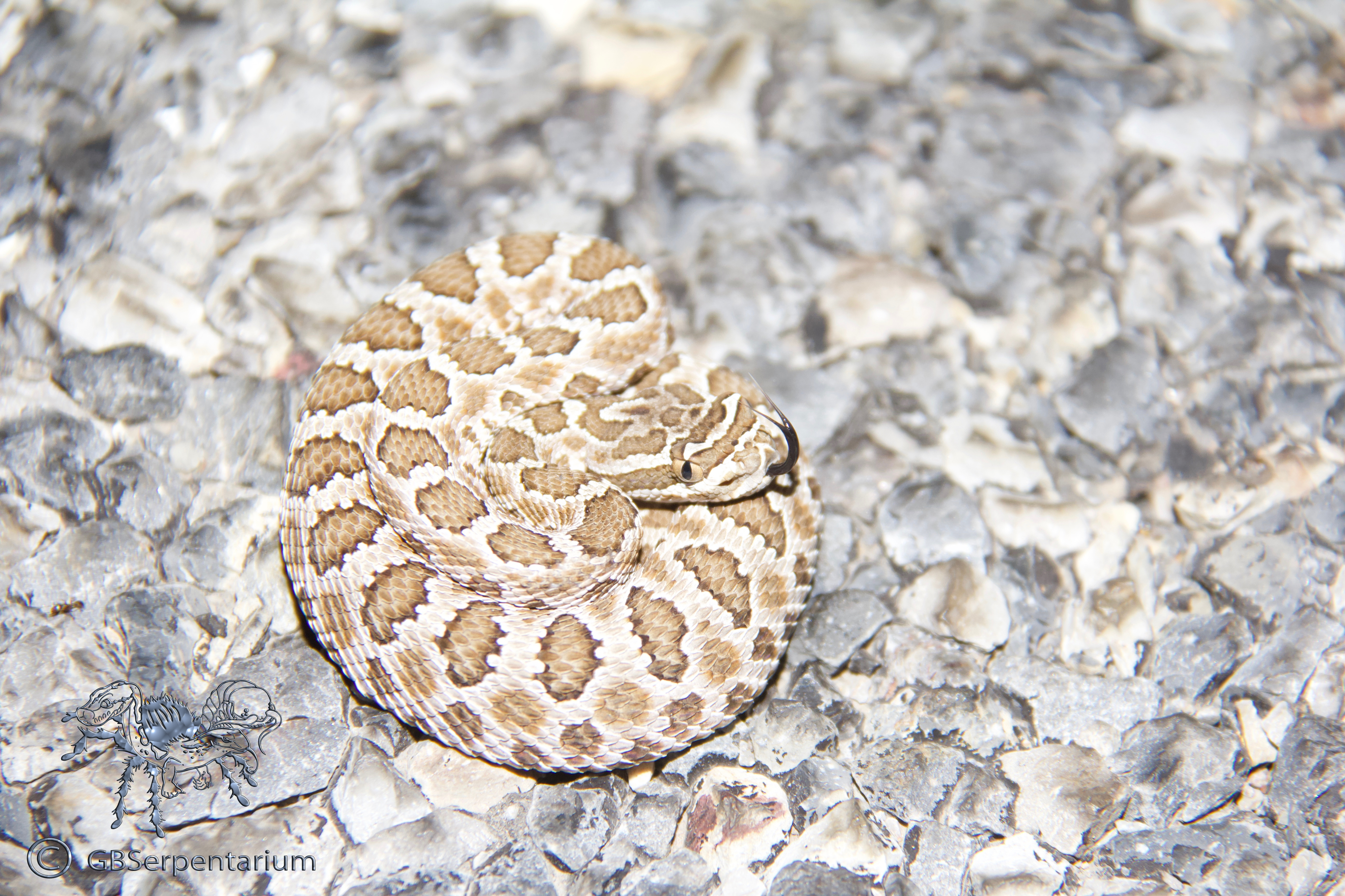 Crotalus oreganus lutosus