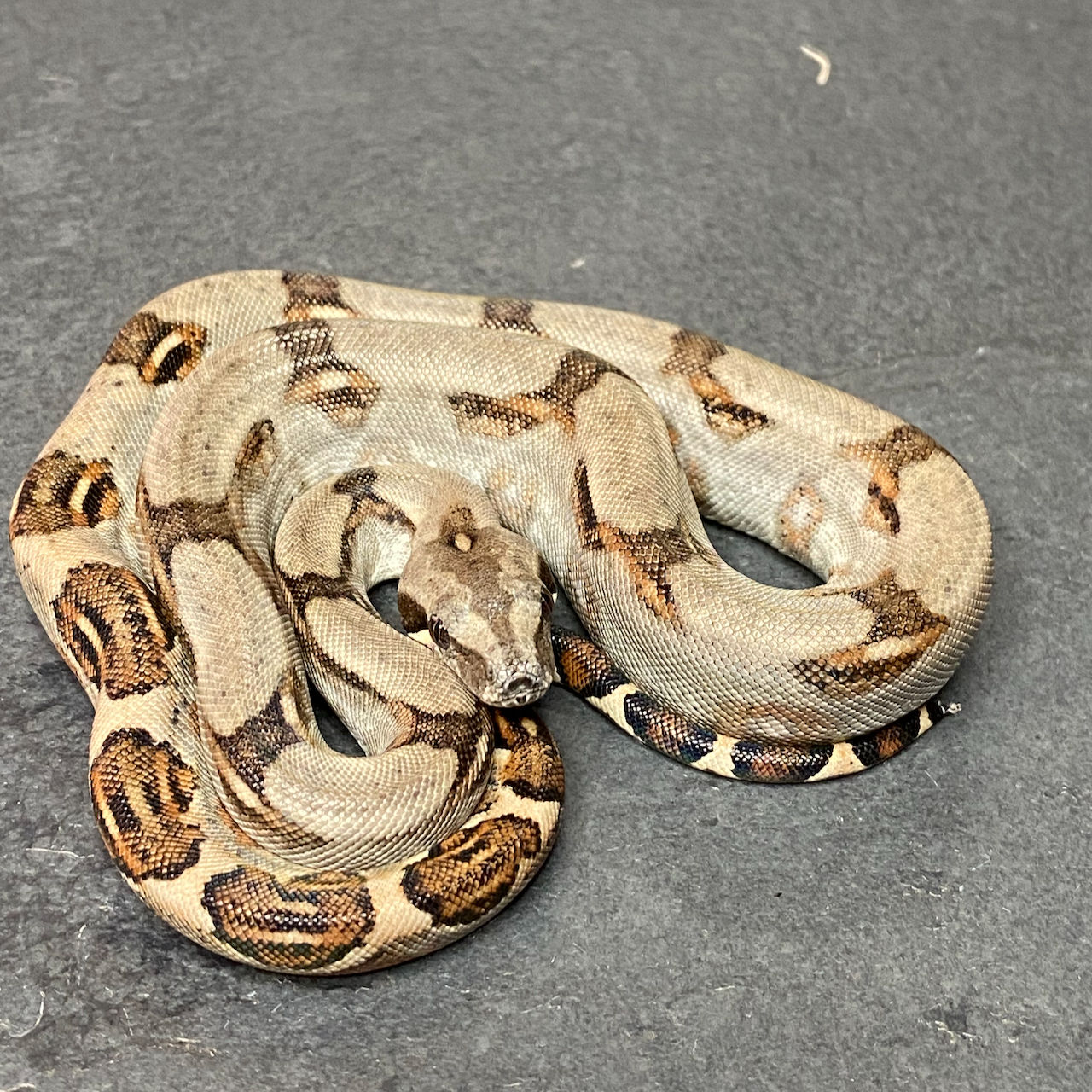 Peruvian long-tail boa (B. c. longicauda - Male ID: 25DS6M)