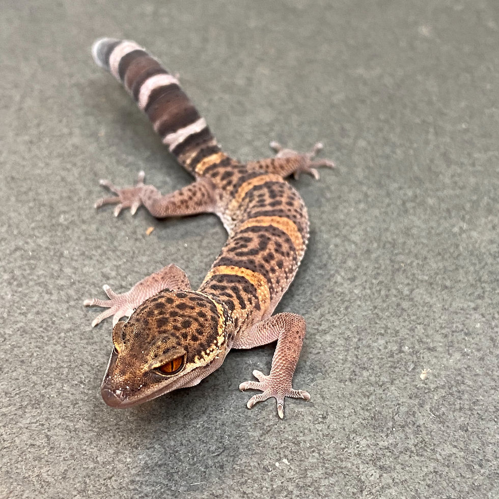 Thumbnail: Bawangling Cave Gecko (Female - ID: 24HQ1F