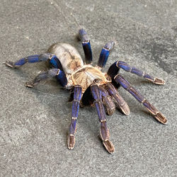 Cyriopagopus lividus (Juvenile)