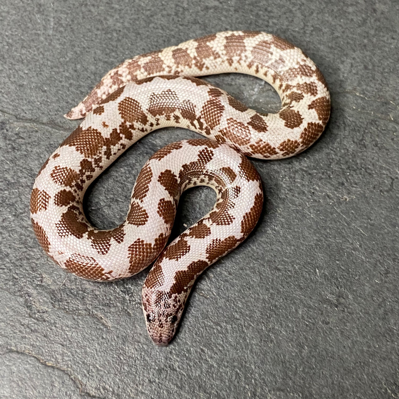 HRP Anery X Anery Kenyan Sand Boa (Male - ID: 23JE6M)