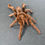 Thumbnail: Pelinobius muticus