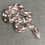 Thumbnail: Anery Kenyan Sand Boa (Male - ID: 25GI7M)