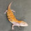 Thumbnail: Northern Blue Tongue Skink (ID: 25AF4)