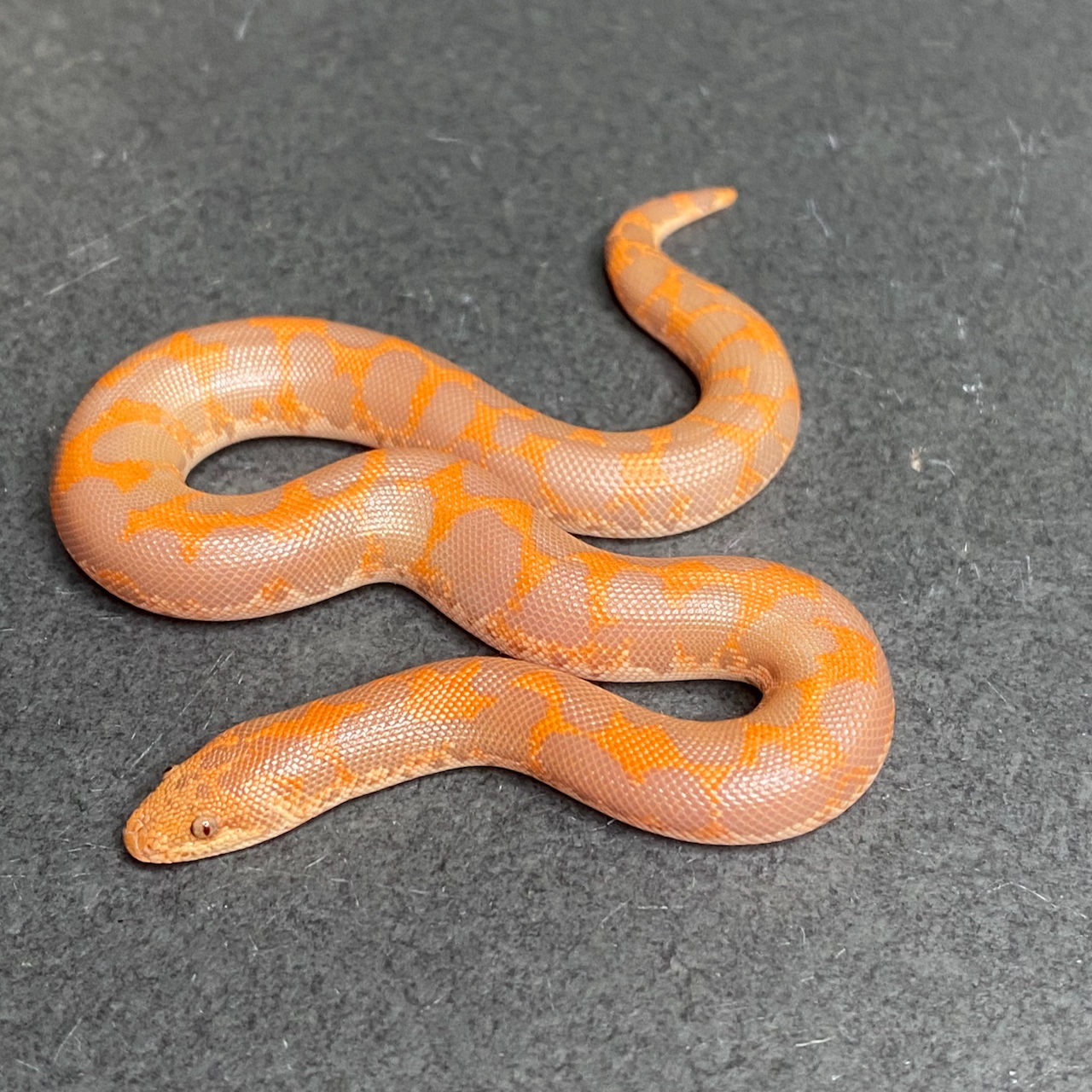 Albino Kenyan Sand Boa (Female - ID: 25HG5F)