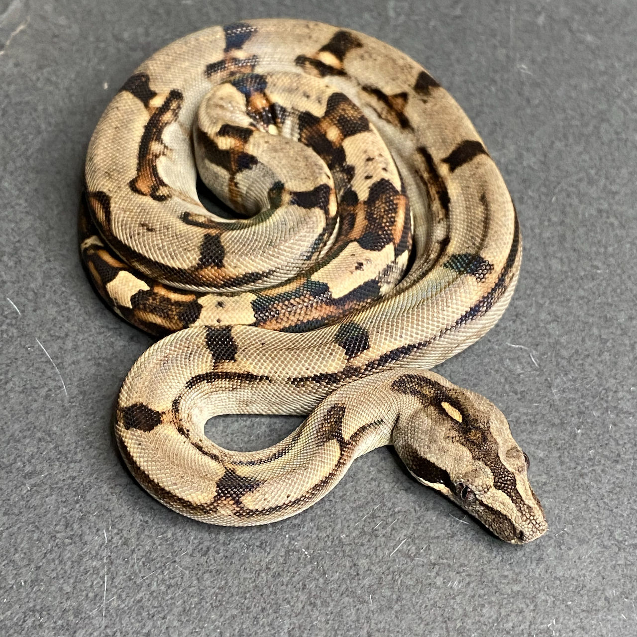 Peruvian long-tail boa (B. c. longicauda - Female ID: 25ES10F)