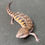 Thumbnail: Northern Blue Tongue Skink (ID: 25T6)