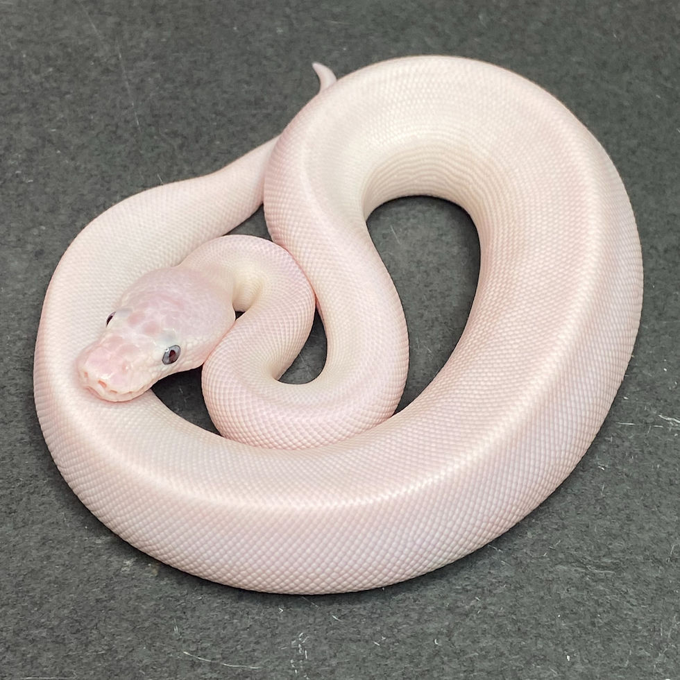 Blue Eyed Leucistic (BEL) Ball Python (Male ID: 25DI4M)