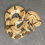 Thumbnail: Peruvian long-tail boa (B. c. longicauda - Male ID: 25DS11M)