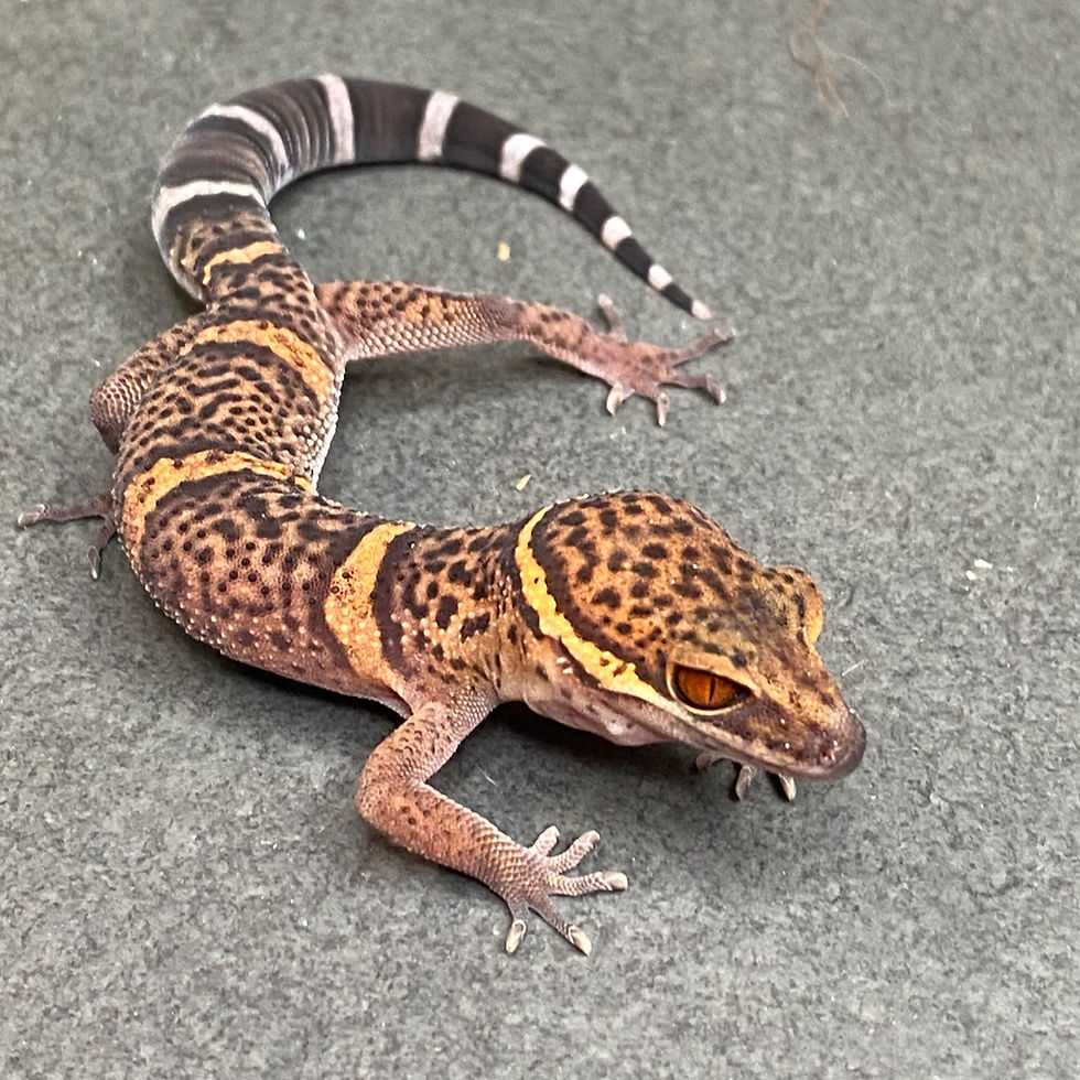 Thumbnail: Bawangling Cave Gecko (ID: 24HC2)