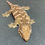 Thumbnail: Nuu Ana Leachianus Gecko (Female ID: 23JC2F)