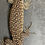 Thumbnail: Captive Bred Blue Spot Timor Monitor (V. auffenbergi ID: 25BE4)