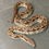 Thumbnail: Dumeril's Boa (Male ID: 24IN8M)
