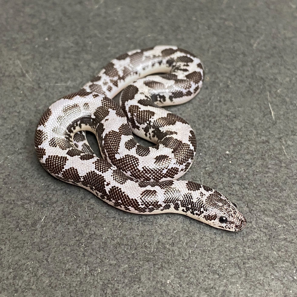Anery Kenyan Sand Boa (Male - ID: 24IT8M)