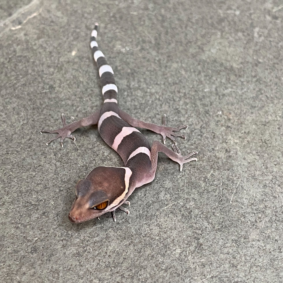 Thumbnail: Vietnamese Cave Gecko (ID: 25GK2)