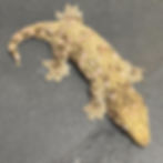 Thumbnail: Moro Leachianus Gecko (Female ID: 23EF1F)